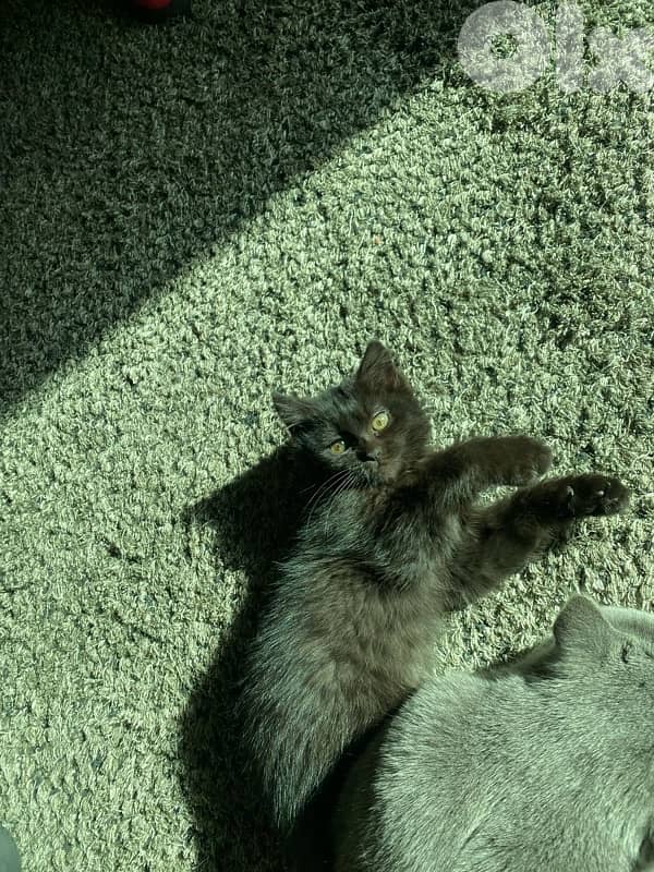 CUTEST FRIENDLIEST KITTEN FOR ADOPTION 1