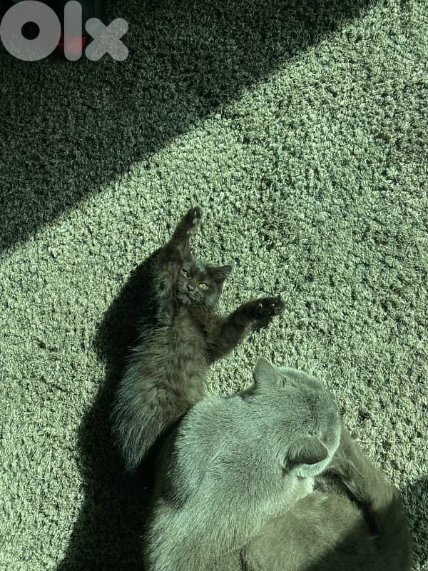 CUTEST FRIENDLIEST KITTEN FOR ADOPTION 2