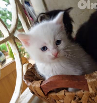 قط صغير ذكر بجمال ساحر وعيون تخطف القلب