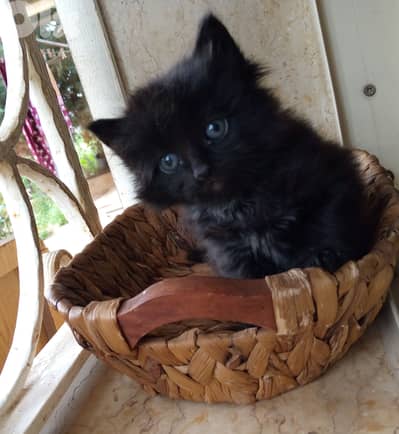 قطة صغيرة أنثى بجمال ساحر وعيون تخطف القلب