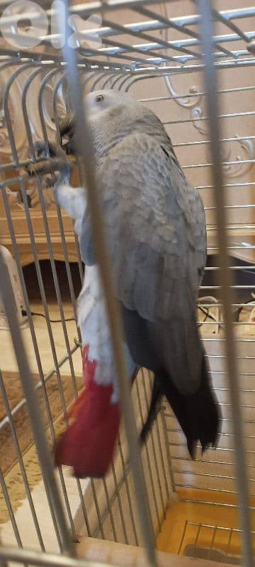 africa grey& neppal للاتصال ٠٣٨٩٩٦٦٠