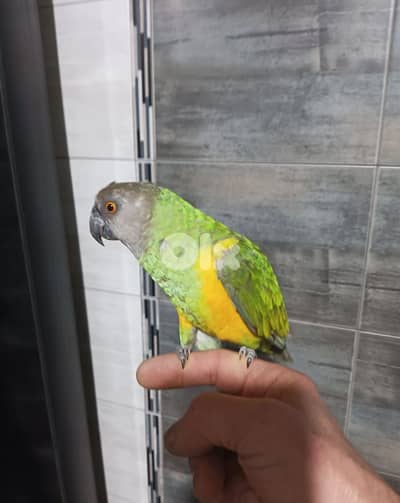 africa grey& neppal للاتصال