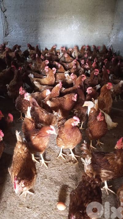 دجاج أحمر بياض فقط ب ٣٥٠ ألف