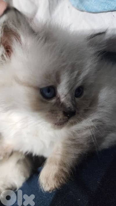 Himalayan kitten