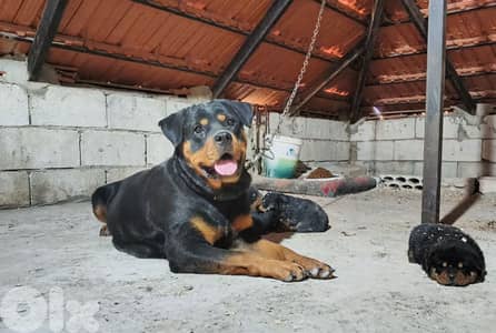 German Rottweiler Female + Puppies