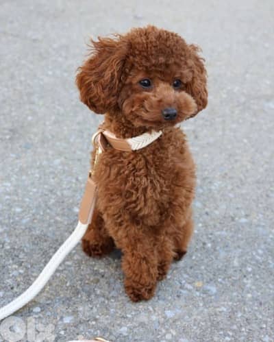 mtloub poodle female