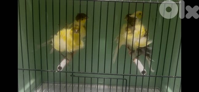 فراخ موزاييك اصفر - فراخ فريزيه نورد - جوز ريد فاكتر شغال - ،