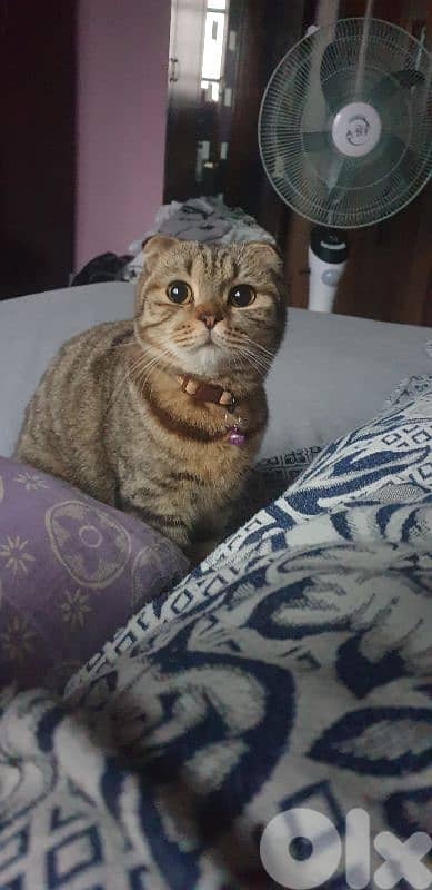 Scottish fold tigger