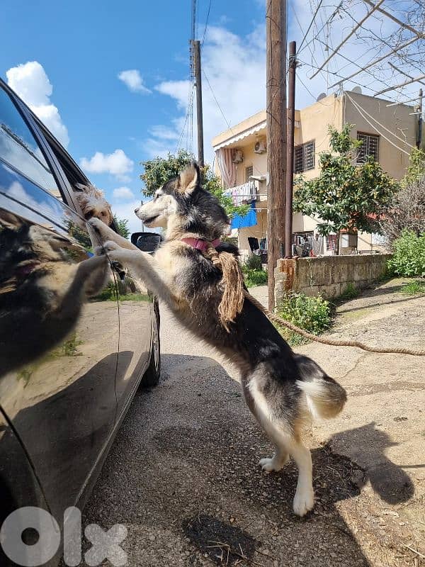 Husky for sale 1
