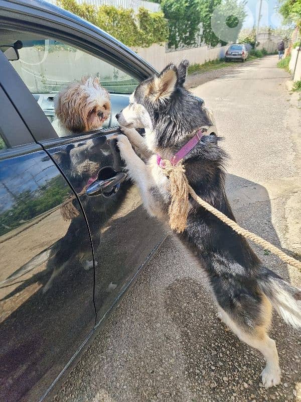 Husky for sale 2
