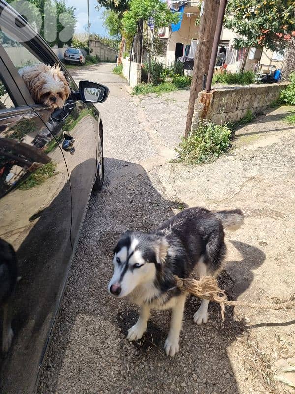 Husky for sale 4