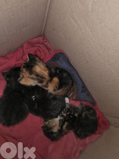 ٤ بسينات صغار لقيتون مكبوبين بل شارع عمرون شي شهر للتبني