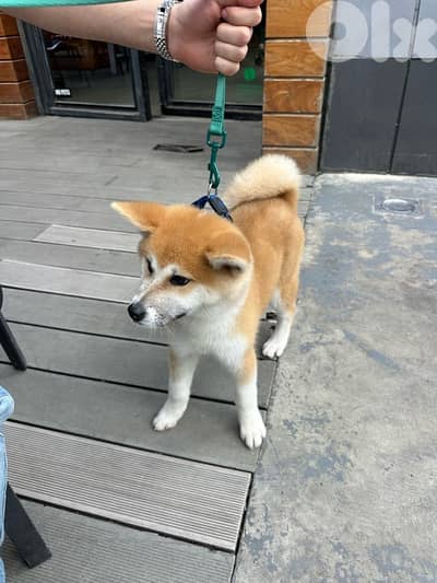 Pure Japanese Akita