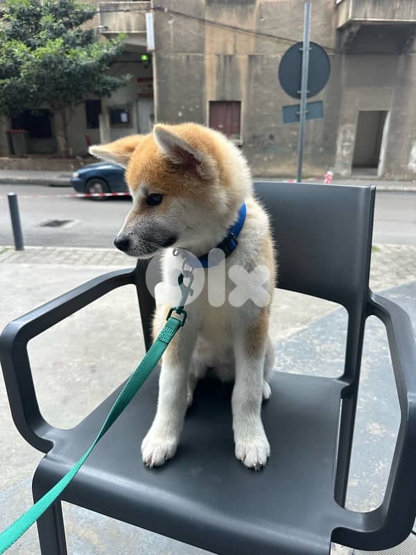 Pure Japanese Akita 1
