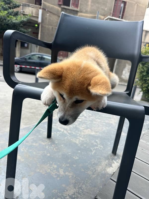 Pure Japanese Akita 2