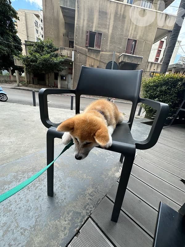 Pure Japanese Akita 3
