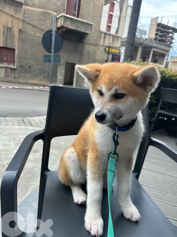 Pure Japanese Akita 4
