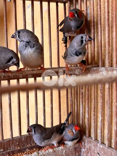 طيور الجنة tyour l janne