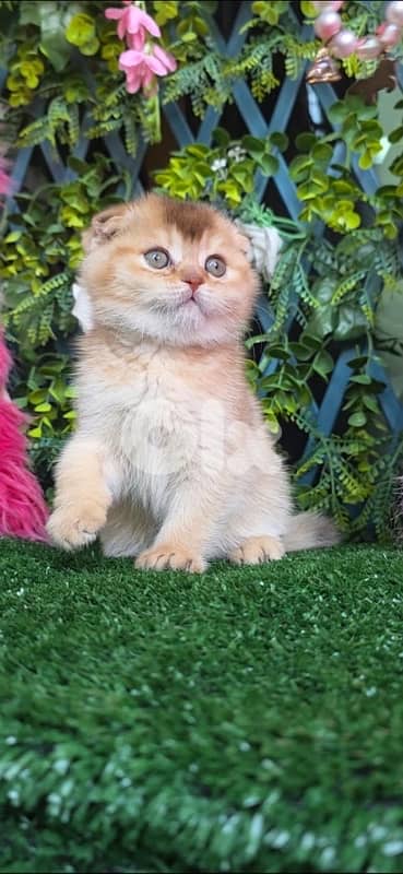 Golden Chinchilla kitten 1