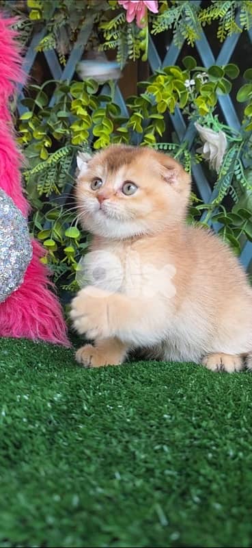 Golden Chinchilla kitten 2