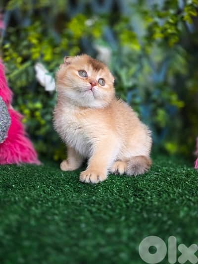 Golden Chinchilla kitten