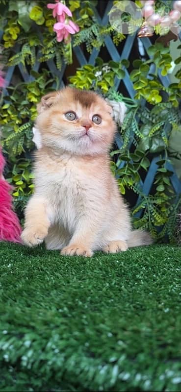 Golden Chinchilla kitten 3