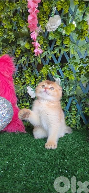 Golden Chinchilla kitten 4