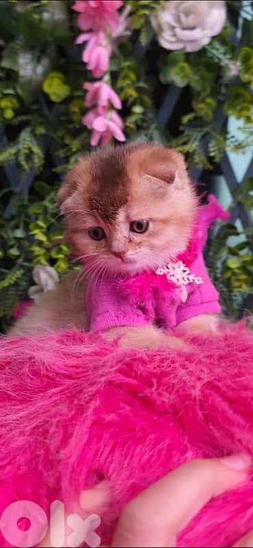 Golden Chinchilla kitten 5