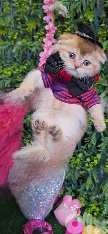 Golden Chinchilla kitten 6