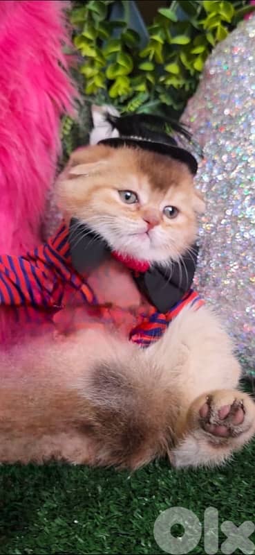 Golden Chinchilla kitten 7