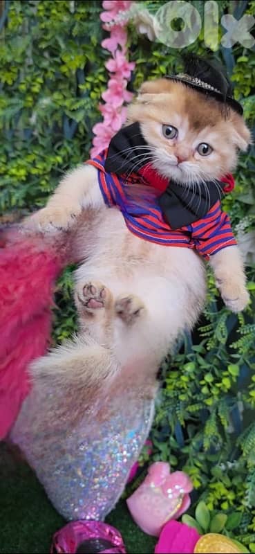 Golden Chinchilla kitten 8