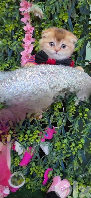 Golden Chinchilla kitten 9