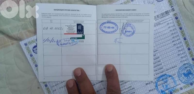 ‏golden shanshela 2