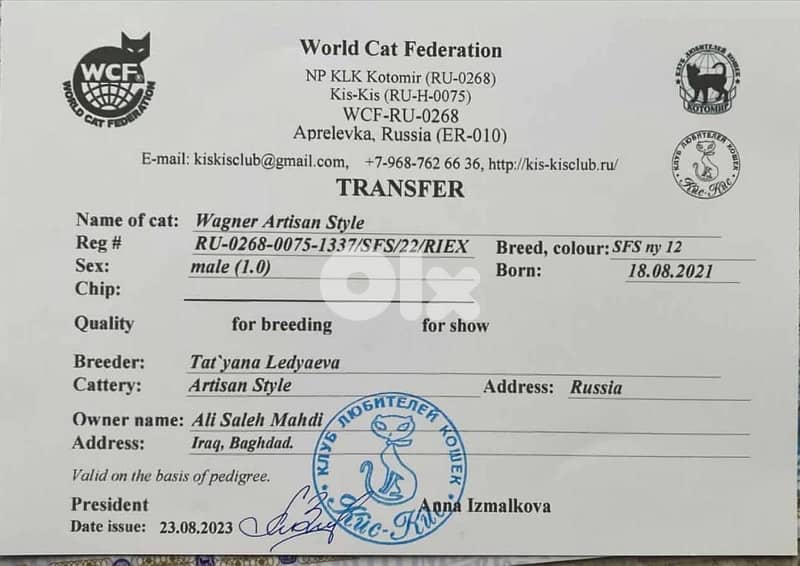 ‏golden shanshela 3