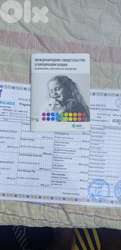 ‏golden shanshela 4