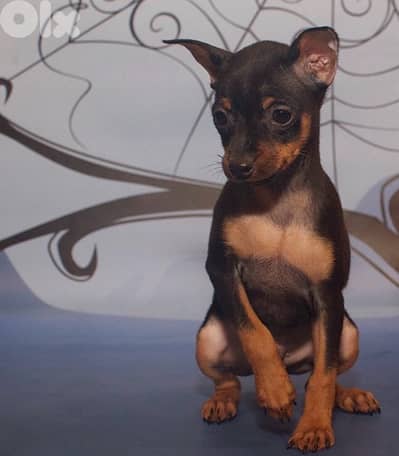 Teacup Mini Pinsher puppy Delivery Available