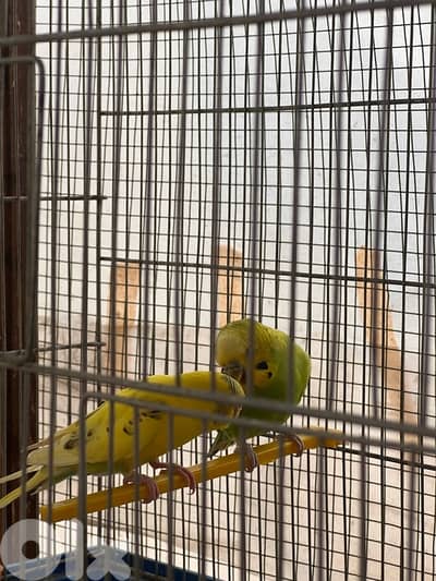 جوز بادجي للبيع