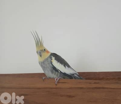 parrot cockatiel