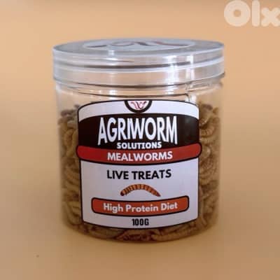 mealworm - superworm - دود