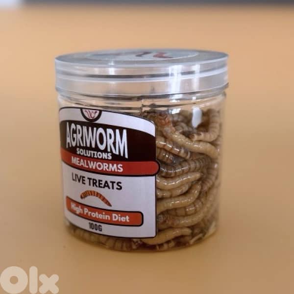 mealworm - superworm - دود 1