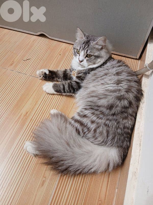 persion mix high quality silver tabby and white!!! 4