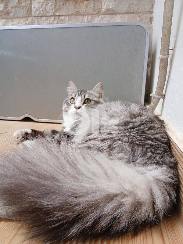 persion mix high quality silver tabby and white!!! 11