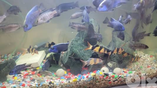 African cichlid  سمك أفريقي