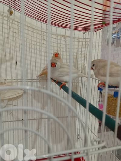 عكار طرابلس