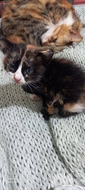 baby cat 3