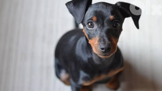 miniature pinscher
