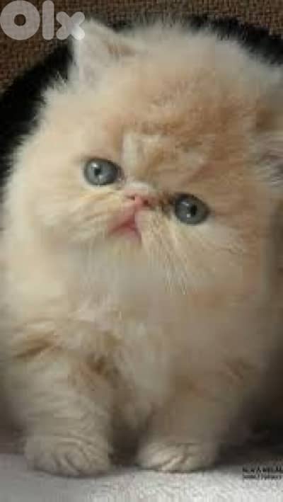 Luxury Persian Kitten