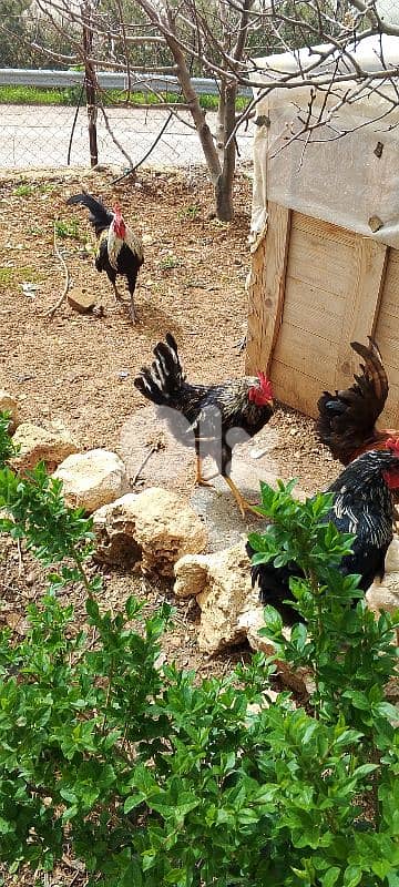 ديوك بلدي للبيع. الديك ب 5 $