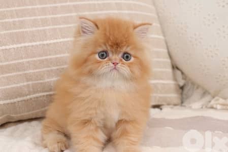 Luxury Persian Kitten