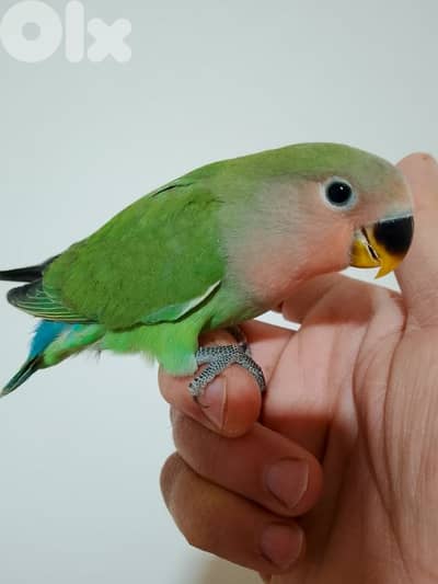 بيروت طريق الجديده